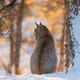 Lynx in a Snowy Forest Scene Lynx in a Snowy Forest Scene - PhotoDune Item for Sale