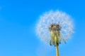 Dandelion globular head of seeds on the blue sky background Dandelion globular head of seeds on the blue sky background - PhotoDune Item for Sale