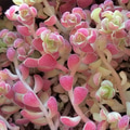 Pretty pink succulent, sedum. Backgrounds. Pretty pink succulent, sedum. Backgrounds. - PhotoDune Item for Sale