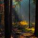 Enchanted Forest Enchanted Forest - PhotoDune Item for Sale