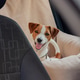 Happy dog enjoying a ride in the car on a sunny day, looking back at the camera Happy dog enjoying a ride in the car on a sunny day, looking back at the camera - PhotoDune Item for Sale