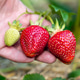 Male Hand Harvesting Ripe and Unripe Strawberries in Sustainable Garden Setting Male Hand Harvesting Ripe and Unripe Strawberries in Sustainable Garden Setting - PhotoDune Item for Sale