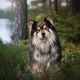 Portrait of a Finnish Lapphund dog Portrait of a Finnish Lapphund dog - PhotoDune Item for Sale