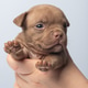 Close-up of brown puppy held gently in hand on light background. taking care of pets Close-up of brown puppy held gently in hand on light background. taking care of pets - PhotoDune Item for Sale