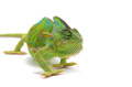 Veiled Chameleon isolated on white background Veiled Chameleon isolated on white background - PhotoDune Item for Sale