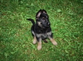 Portrait of a German Shepherd puppy sitting outdoors on the grass Portrait of a German Shepherd puppy sitting outdoors on the grass - PhotoDune Item for Sale