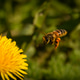 Bee and flower Bee and flower - PhotoDune Item for Sale