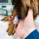 Close-up of the hand. which holds the dog's paw - with a dropper. Treatment in a veterinary clinic Close-up of the hand. which holds the dog's paw - with a dropper. Treatment in a veterinary clinic - PhotoDune Item for Sale