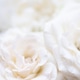 Flower white macroclose up beautiful flowers Flower white macroclose up beautiful flowers - PhotoDune Item for Sale
