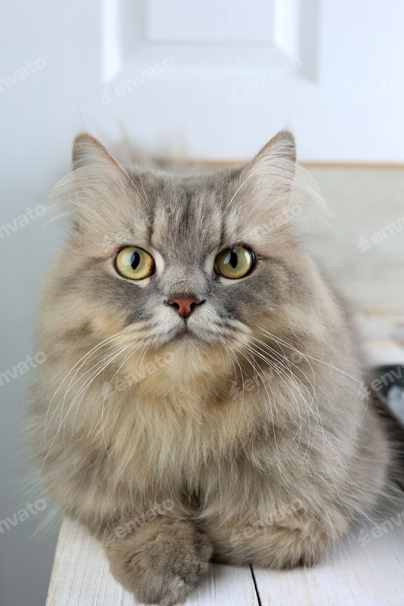 Grey Persian Cat Facts About Grey Cats Interesting Facts About