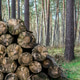 A selective focus image of a pile of lumber in the forest A selective focus image of a pile of lumber in the forest - PhotoDune Item for Sale