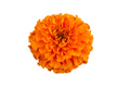 Beautiful orange marigold flower isolated on white background with clipping path. Beautiful orange marigold flower isolated on white background with clipping path. - PhotoDune Item for Sale