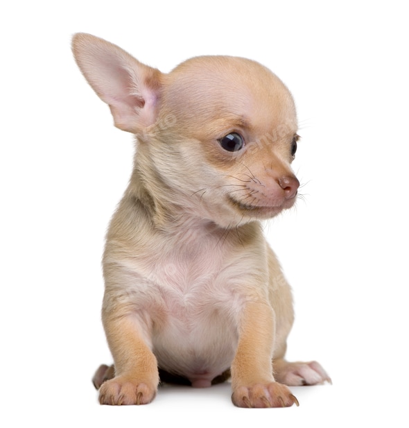 Chihuahua puppy, weeks old, sitting in front of white background