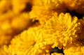 Background of yellow chrysanthemums closeup in bright sunlight. Autumn flowers in the garden. Background of yellow chrysanthemums closeup in bright sunlight. Autumn flowers in the garden. - PhotoDune Item for Sale