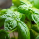 Closeup of basil leaves with healthy lush texture. Plant care, leaf health, new shoots, propagation Closeup of basil leaves with healthy lush texture. Plant care, leaf health, new shoots, propagation - PhotoDune Item for Sale