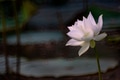 White lotus blooming in the pond White lotus blooming in the pond - PhotoDune Item for Sale
