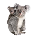 Koala 4 years old and 9 months old - Phascolarctos cinereus Koala 4 years old and 9 months old - Phascolarctos cinereus - PhotoDune Item for Sale