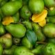 A background of freshly harvested organic pears. A background of freshly harvested organic pears. - PhotoDune Item for Sale