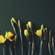 Yellow daffodils springtime and Easter time. Flatlay overview shot with copy space. Earthy tones Yellow daffodils springtime and Easter time. Flatlay overview shot with copy space. Earthy tones - PhotoDune Item for Sale