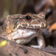 Savage s Thin Toed Frog in Costa Rica Savage s Thin Toed Frog in Costa Rica - PhotoDune Item for Sale