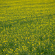 Dense Rapeseed Blossoms in Latvian Spring Fields Dense Rapeseed Blossoms in Latvian Spring Fields - PhotoDune Item for Sale