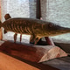 Carved wooden fish pike on a stand. DIY concept. Carved wooden fish pike on a stand. DIY concept. - PhotoDune Item for Sale