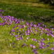 Field of Purple Crocus Flowers Blooming in Green Grass Field of Purple Crocus Flowers Blooming in Green Grass - PhotoDune Item for Sale