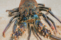 Live lobster on beach Live lobster on beach - PhotoDune Item for Sale