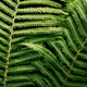 Close-Up of Green Fern Leaves in a Natural Forest Setting Close-Up of Green Fern Leaves in a Natural Forest Setting - PhotoDune Item for Sale