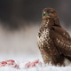 Common buzzard sitting on snow next to killed animal Common buzzard sitting on snow next to killed animal - PhotoDune Item for Sale