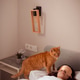 ginger cat tries to wake up woman sleeping in bed in morning ginger cat tries to wake up woman sleeping in bed in morning - PhotoDune Item for Sale