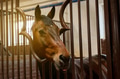Beautiful horse portrait in warm light in stable Beautiful horse portrait in warm light in stable - PhotoDune Item for Sale