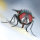 Housefly eating sweet Housefly eating sweet - PhotoDune Item for Sale