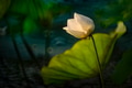 White lotus blooming in the pond White lotus blooming in the pond - PhotoDune Item for Sale
