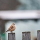 A small linnet sitting on a fence close-up A small linnet sitting on a fence close-up - PhotoDune Item for Sale