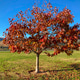 Majestic Oak Tree Majestic Oak Tree - PhotoDune Item for Sale