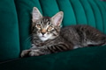 Kitten lying on the green sofa Kitten lying on the green sofa - PhotoDune Item for Sale