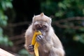Monkey sits and eats banana Monkey sits and eats banana - PhotoDune Item for Sale