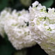 White hydrangea flowers, soft light natural background for floral wallpaper White hydrangea flowers, soft light natural background for floral wallpaper - PhotoDune Item for Sale