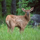 An alert young elk calf. An alert young elk calf. - PhotoDune Item for Sale