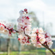 Macro photo of a blooming branch of an apricot tree in spring against a blue sky background Macro photo of a blooming branch of an apricot tree in spring against a blue sky background - PhotoDune Item for Sale