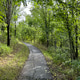 Walking trail in the woods Walking trail in the woods - PhotoDune Item for Sale
