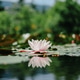 water lily on the lake, reflection of a flower in the water water lily on the lake, reflection of a flower in the water - PhotoDune Item for Sale
