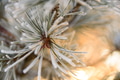 Close up view to frost covered pine branches Close up view to frost covered pine branches - PhotoDune Item for Sale
