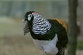 Lady Amherst’s Pheasant (Chrysolophus amherstiae), a stunning bird. Lady Amherst’s Pheasant (Chrysolophus amherstiae), a stunning bird. - PhotoDune Item for Sale