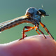 asilidae asilidae - PhotoDune Item for Sale