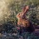 Field Desert Cottontail Bunny Rabbit Field Desert Cottontail Bunny Rabbit - PhotoDune Item for Sale