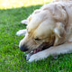 Golden retriever dog chewing bone outdoors on grass Golden retriever dog chewing bone outdoors on grass - PhotoDune Item for Sale
