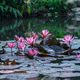 Vibrant Pink Lotus Flower (Nelumbo nucifera) in a Pond Setting Vibrant Pink Lotus Flower (Nelumbo nucifera) in a Pond Setting - PhotoDune Item for Sale
