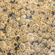 Common barnacle (Semibalanus balanoides) attached to coastal rock at low tide, Scotland Common barnacle (Semibalanus balanoides) attached to coastal rock at low tide, Scotland - PhotoDune Item for Sale